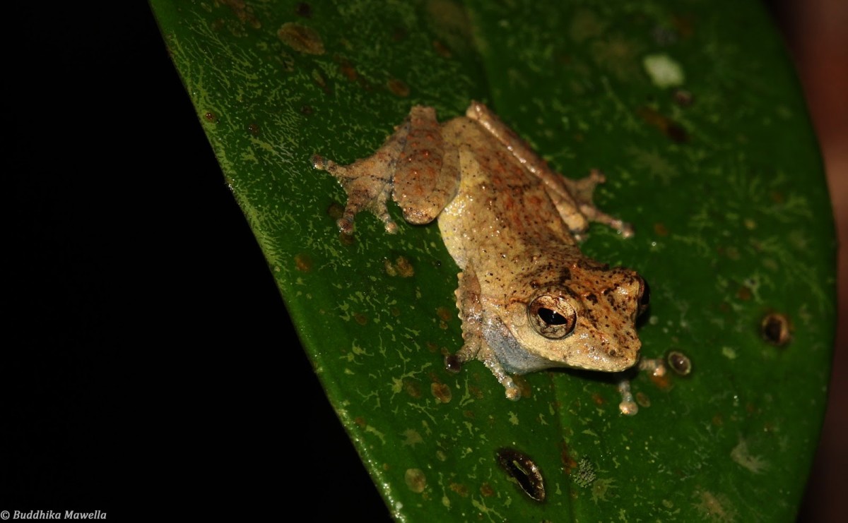 Pseudophilautus mittermeieri Megaskumbura & Manamendra-Arachcchi, 2005